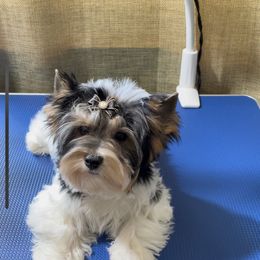 Biewer Terrier and Yorkshire Terrier Puppies from York Town California