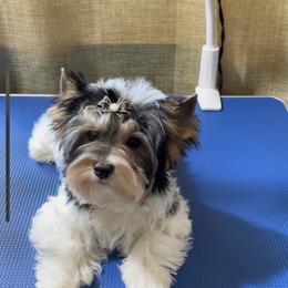 Biewer Terrier and Yorkshire Terrier Puppies from York Town California