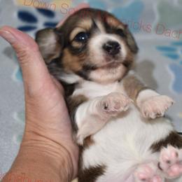 Shaded cream pie - Piebald male Dachshund puppy in Seminary, Mississippi from Down South Mavericks Dachshunds