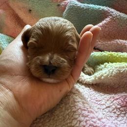 Angel - Red female Cavapoo puppy in Gainesville, Florida from Alyssa Xxweetdoodles