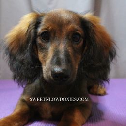 Dragon Fly - Red male Dachshund puppy in Liberty, Texas from Sweetnlow Dachshund