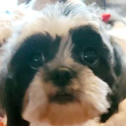Dory - Shih Tzu