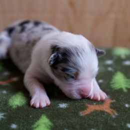 Australian Shepherd Puppies from River Run Australian Shepherds