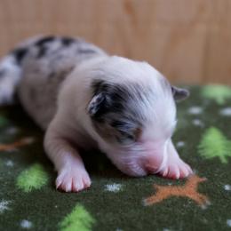 Australian Shepherd Puppies from River Run Australian Shepherds