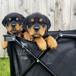 Rottweiler Puppies from KarmaKennelPNW