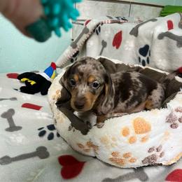 Green - Dapple male Dachshund puppy in Cumby, Texas from Dog Daze Ranch