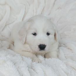Girl 3 Purple - White female Great Pyrenees puppy in Yakima, Washington from Naches Heights Ranch