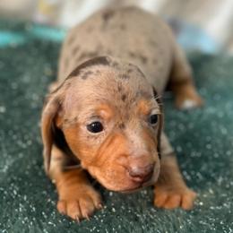 Ferb - Dapple male Dachshund puppy in Homstead, Florida from Bravo Dachshunds