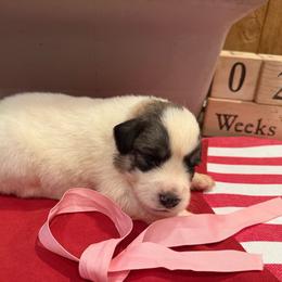 Miss Pink - White and badger female Great Pyrenees puppy in Idaho from Portneuf Range Pyrenees