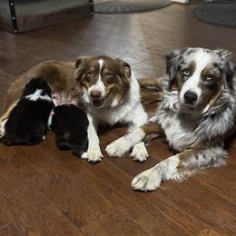 Australian Shepherd Puppies from Julia Rose Ranch