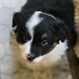 Turkey - Black tri-color male Australian Shepherd puppy in Fort Wayne, Indiana from Grand Ridge Australian Shepherds