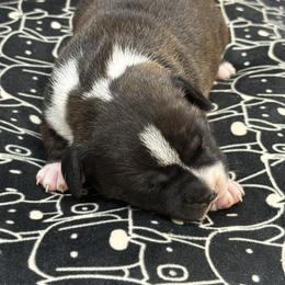 Male 1 - Brindle and white male Staffordshire Bull Terrier puppy in Lakeland, Florida from English Creek Staffords