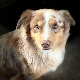 Patches - Red merle male Australian Shepherd puppy in Lubbock, Texas from REKN’ Kennel Aussies