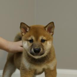 Shiba Inu Puppies from Veronika's Shiba Inus