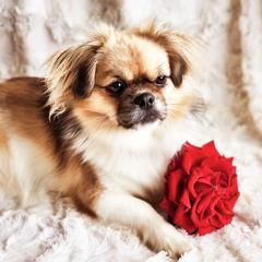 Tibetan Spaniel Puppies from Trillium Tibetan Spaniels