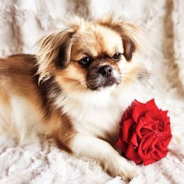 Tibetan Spaniel Puppies from Trillium Tibetan Spaniels