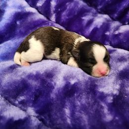 Girl 2 - Brindle and white female Shihpoo puppy in North Dinwiddie, Virginia from Pups Furever
