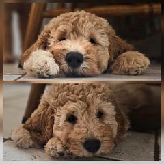Cotton (black collar) - Golden male Double Doodle puppy in Harris County, Texas from Cute & Curly Doodles
