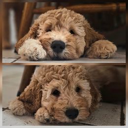 Cotton (black collar) - Golden male Double Doodle puppy in Harris County, Texas from Cute & Curly Doodles