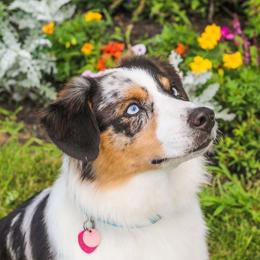 Reign - Australian Shepherd