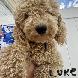 Luke - Poodle
