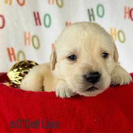 Boy 4 - Yellow male Labrador Retriever puppy in Sullivan, Missouri from O’Dell Labs