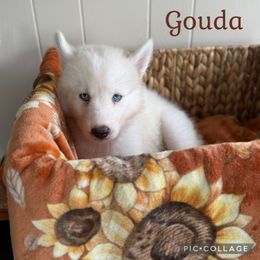 Gouda - White female Siberian Husky puppy in Southampton, New Jersey from First Frost Kennels