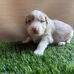 Kovu - Red merle male Australian Shepherd puppy in Smithfield, Utah from C&C Ranch