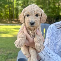 Clover - Apricot female Goldendoodle puppy in Kenansville, North Carolina from J+A Family Doodles