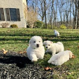 Bichon Frise Puppies from Christen’s Puppy Land