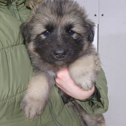"Longcoat Sable Male " German Shepherd Puppies from Mountainside German Shepherds