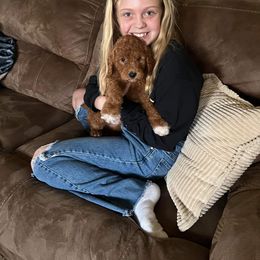 Bernedoodle and Goldendoodle Puppies from Brunsman Country Doodles LLC