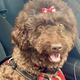 June - Goldendoodle
