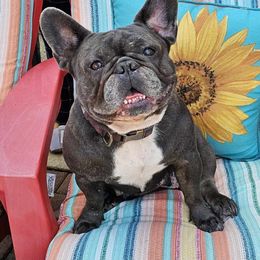 Darina - French Bulldog
