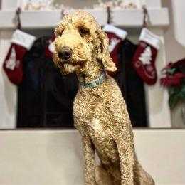 Chihuahuas and Poodles from Lesa's Pups