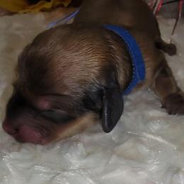 Apollo - Sable male Dachshund puppy in Terlton, Oklahoma from CLARK'S BREEDING PROGRAM