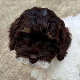 Charming (Black Collar) - Chocolate male Australian Labradoodle puppy in Mount Gilead, North Carolina from Tillery Labradoodles