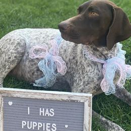 German Shorthaired Pointers from So Cal Shorthairs