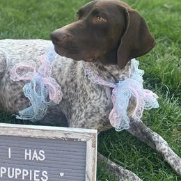 German Shorthaired Pointers from So Cal Shorthairs