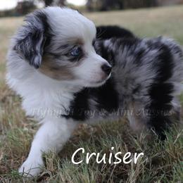 Cruiser - Blue merle male Toy Australian Shepherd puppy in Godley, Texas from Flying H Toy and Mini Aussies