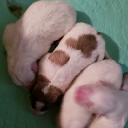 Boy 3 - White male Great Pyrenees puppy in Yucaipa, California from Rusty Horse Ranch Great Pyrenees