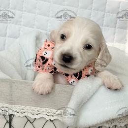 Mr. Black-3400 - Dapple male Dachshund puppy in Sparr, Florida from From the Heart Doxies