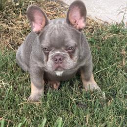 Lars - Liver male French Bulldog puppy in Palm Coast, Florida from Calypso Island French Bulldogs