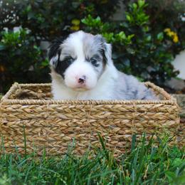 Cleo - Blue merle female Australian Shepherd puppy in Mocksville, North Carolina from Trailblazing Aussies