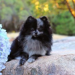 Parsley - Pomeranian