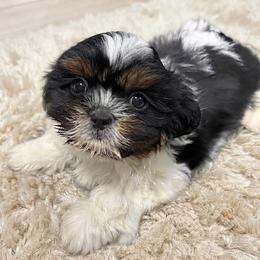 Sam - Tricolor male Shih Tzu puppy in Bourne, Massachusetts from Shih Tzu Pups