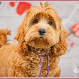 Keel - Red female Cockapoo puppy in Connersville, Indiana from Deaz Doodle Ranch