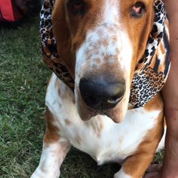 Basset Hounds from ZephyrMoore Bassets