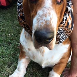 Basset Hounds from ZephyrMoore Bassets