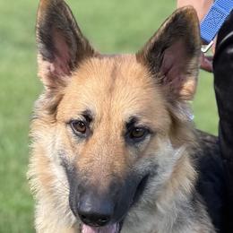Rosie - German Shepherd